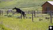 Jump!. Photo by Paul Ellwood.