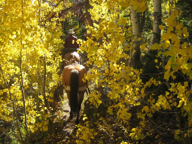 Golden Aspens. Photo by Gina Feltner.