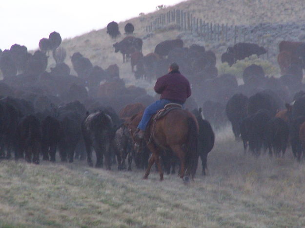 Cattle Drive. Photo by Scott Almdale.