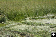 Wind row of hay. Photo by Jonita Sommers.