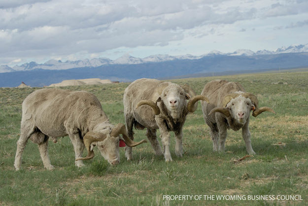 Ram Royalty. Photo by Cat Urbigkit.