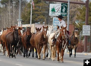 Levi leads the way. Photo by Debbee Miller.