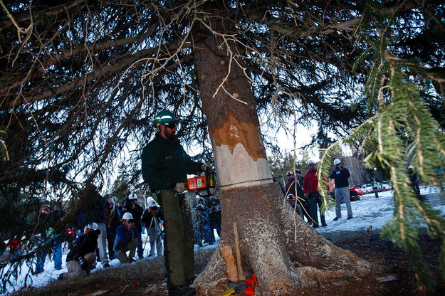 Cutting the tree. Photo by David Swift.