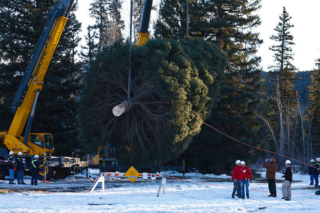 Tree cutting. Photo by David Swift.