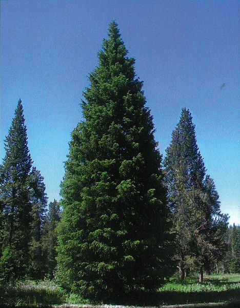 Before cutting. Photo by Capitol Christmas Tree photo.