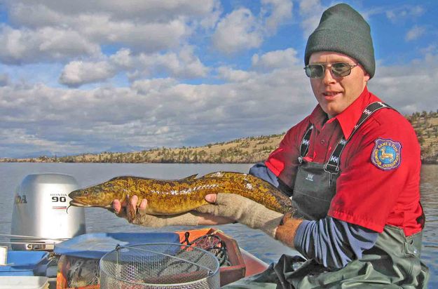 Burbot. Photo by Wyoming Game & Fish.