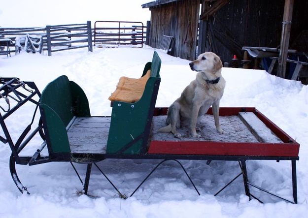 Sissy is ready to ride. Photo by Dawn Ballou, Pinedale Online.