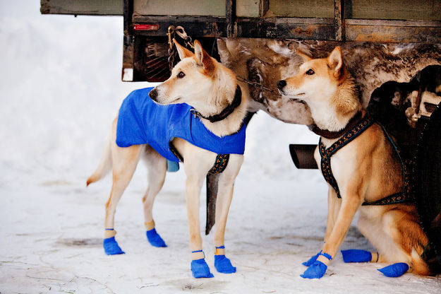 Alert and Ready. Photo by Tara Bolgiano, Blushing Crow Photography.