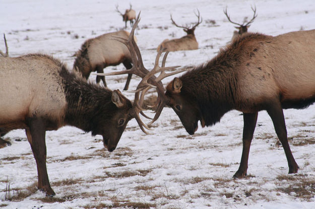 Locked Antlers. Photo by Sammie Moore.