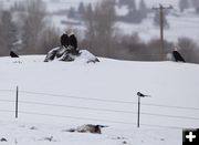 Winter kill. Photo by Dave Bell.