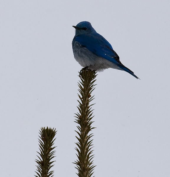 Mountain Bluebird. Photo by Dave Bell.