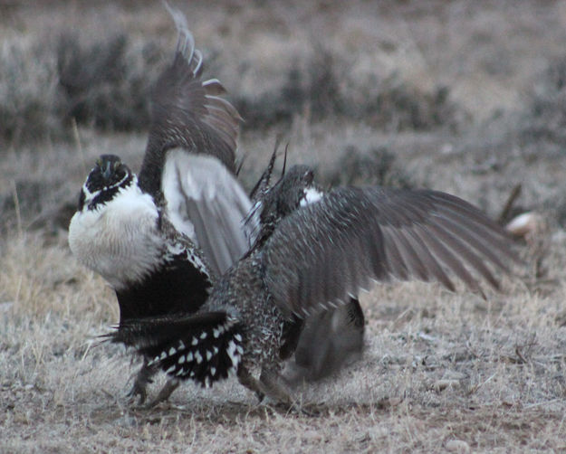 Dancing. Photo by Cat Urbigkit.