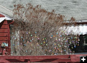 Egg tree. Photo by Dawn Ballou, Pinedale Online.