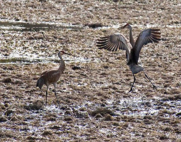 Sandhill Cranes. Photo by Dave Bell.