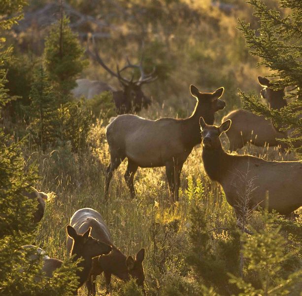 Gathering up the girls. Photo by Dave Bell.