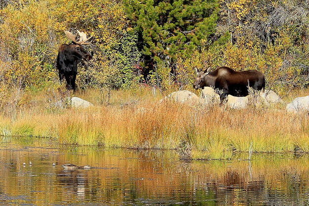 Two Moose and a Mallard. Photo by Fred Pflughoft.