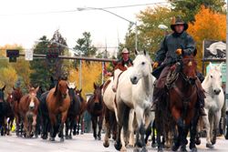 Box R Horse Drive. Photo by Megan Rawlins, Pinedale Roundup.