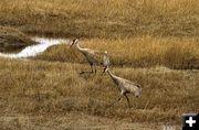 Sandhill Cranes. Photo by Dave Bell.