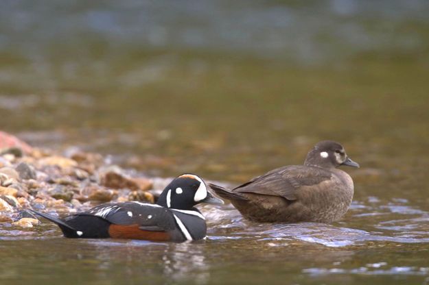 Harlequin Ducks. Photo by Wyoming Game and Fish.