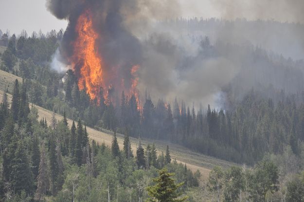 Torching. Photo by Great Basin IMT Team 5.