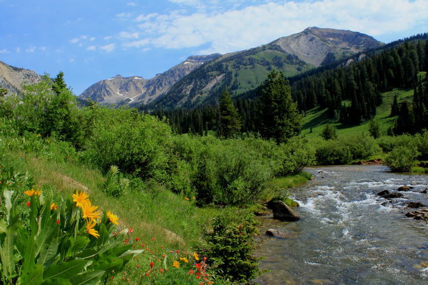 Creekside. Photo by Fred Pflughoft.