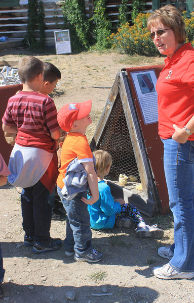 Chicken Coups. Photo by Pinedale Online.