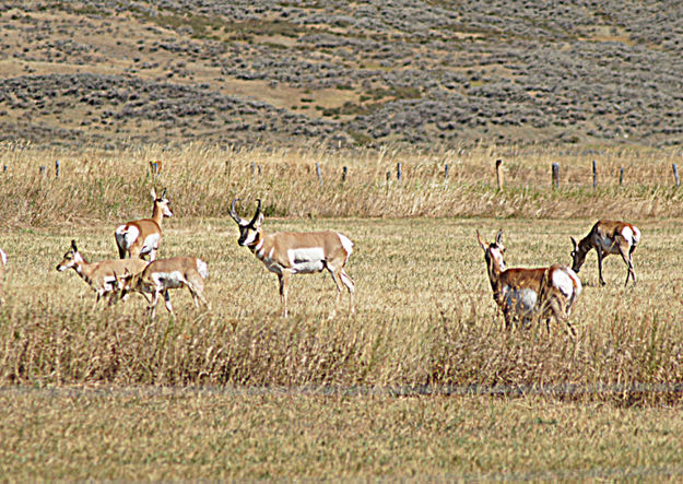 Pronghorn. Photo by Paul Ellwood.