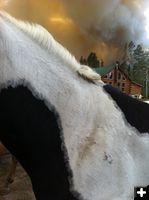 Evacuating the horses. Photo by Julie Bain.