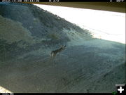 Deer Underpass. Photo by WYDOT.