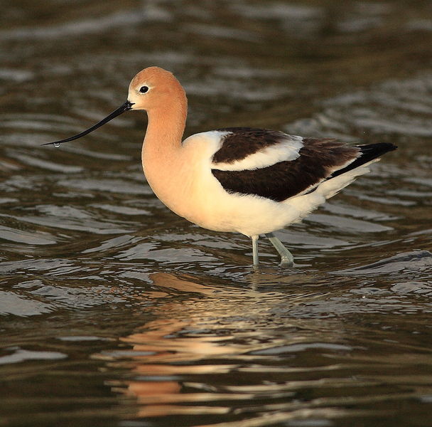 American Avocet . Photo by Fred Pflughoft.