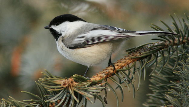 Black capped chickadee. Photo by Fred Pflughoft.