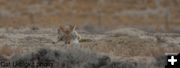 Coyote napping. Photo by Cat Urbigkit.