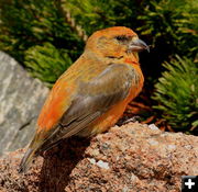 Red Crossbill. Photo by Fred Pflughoft.