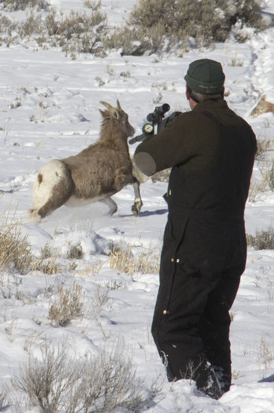 Tranquilizer Dart. Photo by Mark Gocke, Wyoming Game & Fish.