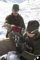 Blood sample. Photo by Mark Gocke, Wyoming Game & Fish.