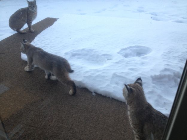 Bobcat family. Photo by Larry and Phyllis McCullough.