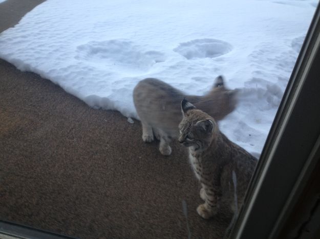 Two kittens. Photo by Larry and Phyllis McCullough.