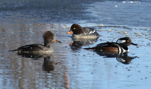 Paddling. Photo by Pinedale Online.