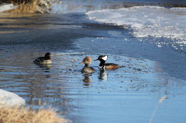 Two visitors. Photo by Pinedale Online.