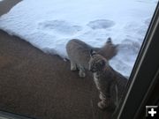 Two kittens. Photo by Larry and Phyllis McCullough.