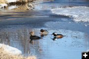 Swimming. Photo by Pinedale Online.