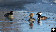 Sharing the pond. Photo by Pinedale Online.