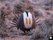 Strutting. Photo by Jon Colson.