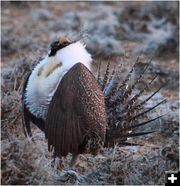 Sage Grouse. Photo by Jon Colson.