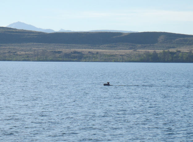 Fremont Lake Nessie. Photo by Sam Drucker.