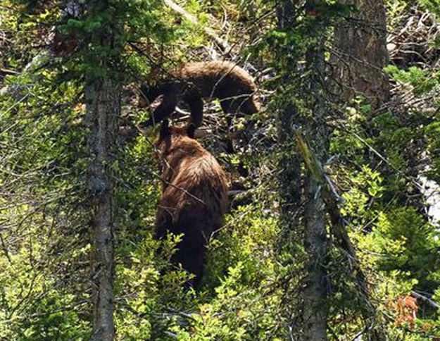 Sow and cub. Photo by Dave Bell.