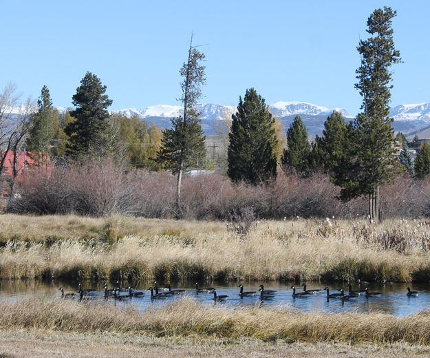 Geese and mountains. Photo by Dawn Ballou, Pinedale Online.