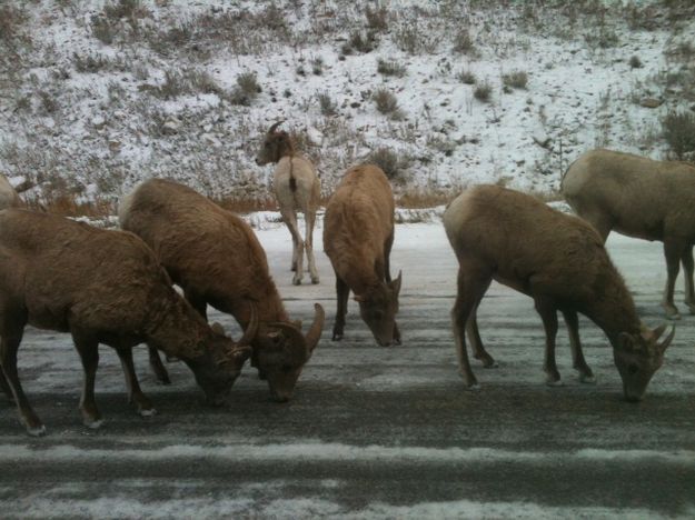 Ewes. Photo by Bob Rule.