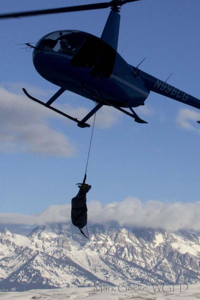 Flying her in. Photo by Mark Gocke, Wyoming Game & Fish.