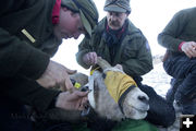 GPS collar. Photo by Mark Gocke, Wyoming Game & Fish.